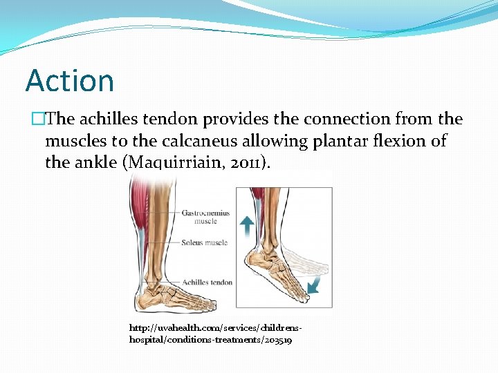 Action �The achilles tendon provides the connection from the muscles to the calcaneus allowing