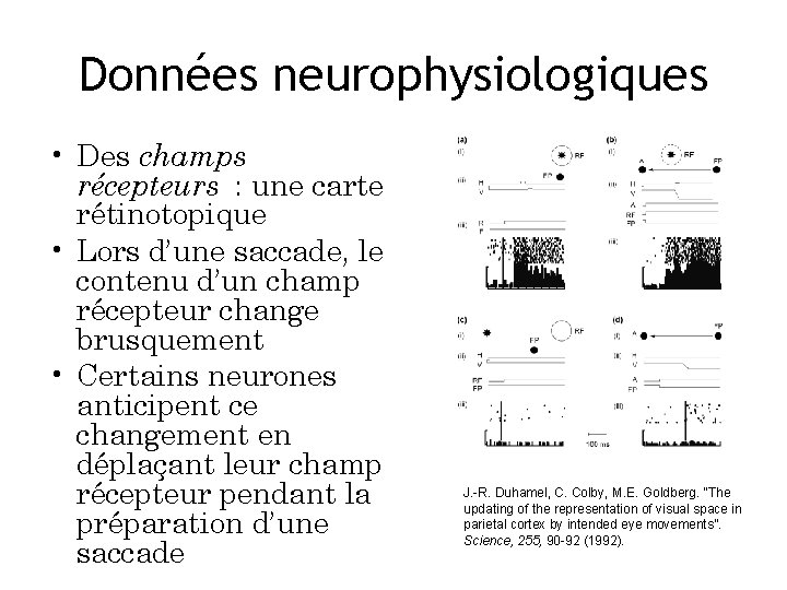 Données neurophysiologiques • Des champs récepteurs : une carte rétinotopique • Lors d’une saccade,