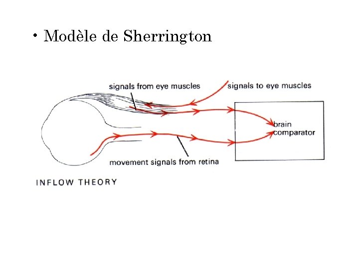  • Modèle de Sherrington 