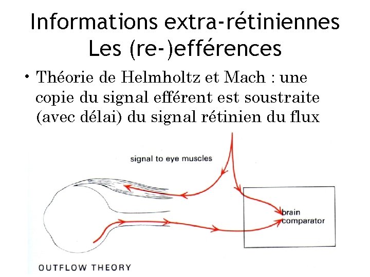 Informations extra-rétiniennes Les (re-)efférences • Théorie de Helmholtz et Mach : une copie du