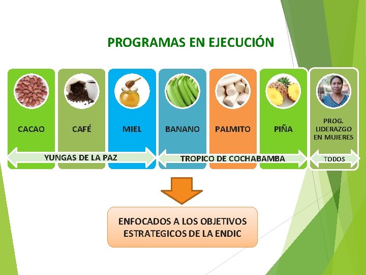 PROGRAMAS EN EJECUCIÓN CACAO CAFÉ YUNGAS DE LA PAZ MIEL BANANO PALMITO PIÑA TROPICO