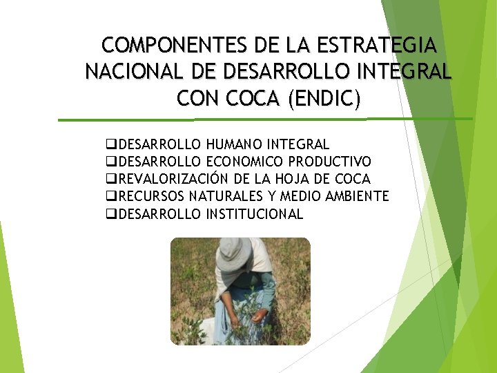 COMPONENTES DE LA ESTRATEGIA NACIONAL DE DESARROLLO INTEGRAL CON COCA (ENDIC) q. DESARROLLO HUMANO