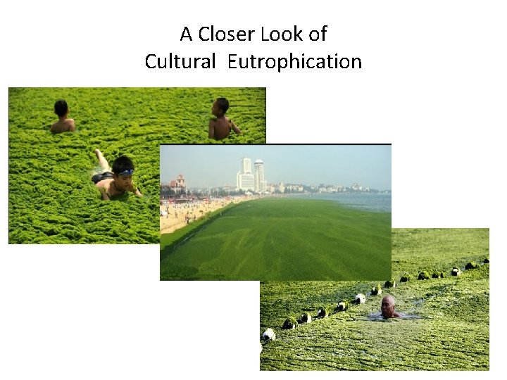 A Closer Look of Cultural Eutrophication 