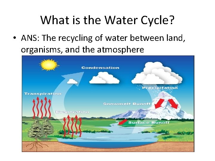 What is the Water Cycle? • ANS: The recycling of water between land, organisms,