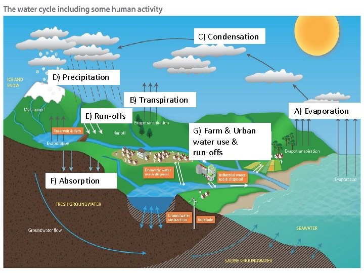 C) Condensation D) Precipitation B) Transpiration B) A) A) Evaporation E) Run-offs G) Farm