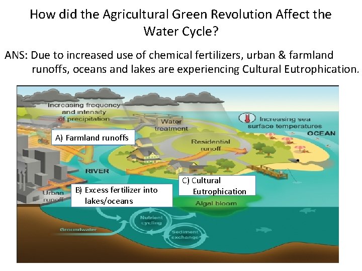 How did the Agricultural Green Revolution Affect the Water Cycle? ANS: Due to increased