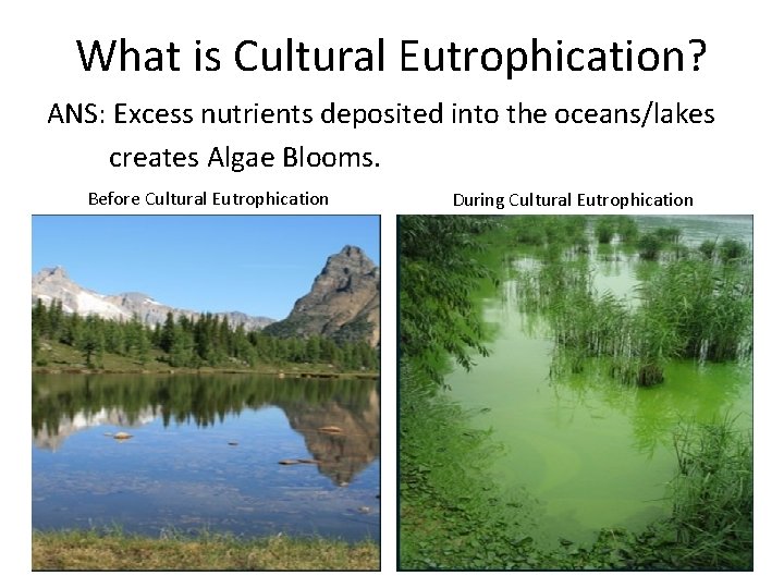 What is Cultural Eutrophication? ANS: Excess nutrients deposited into the oceans/lakes creates Algae Blooms.