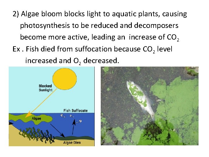 2) Algae bloom blocks light to aquatic plants, causing photosynthesis to be reduced and
