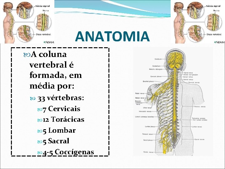 ANATOMIA A coluna vertebral é formada, em média por: 33 vértebras: 7 Cervicais 12 ANATOMIA A coluna vertebral é formada, em média por: 33 vértebras: 7 Cervicais 12