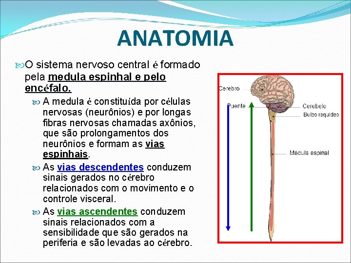 ANATOMIA O sistema nervoso central é formado pela medula espinhal e pelo encéfalo. A ANATOMIA O sistema nervoso central é formado pela medula espinhal e pelo encéfalo. A