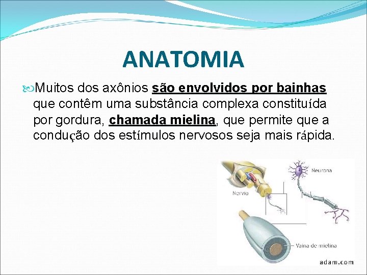 ANATOMIA Muitos dos axônios são envolvidos por bainhas que contêm uma substância complexa constituída ANATOMIA Muitos dos axônios são envolvidos por bainhas que contêm uma substância complexa constituída