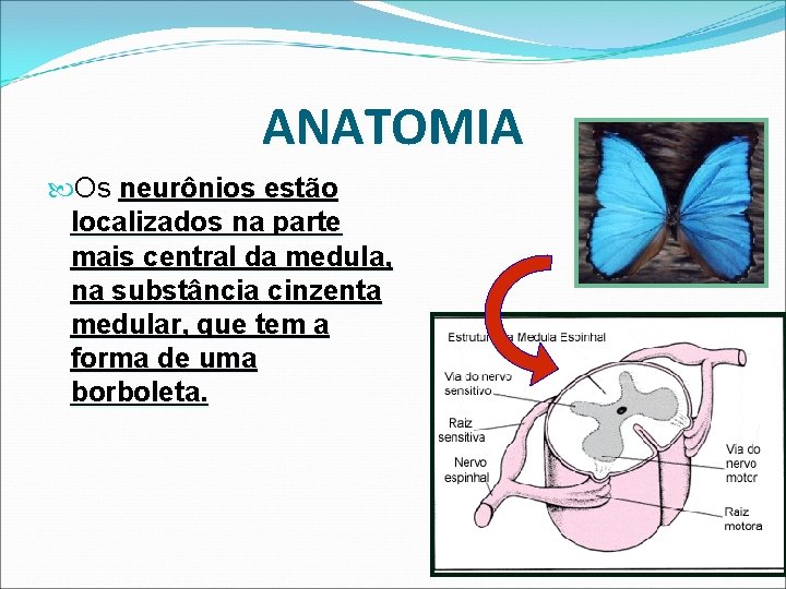 ANATOMIA Os neurônios estão localizados na parte mais central da medula, na substância cinzenta ANATOMIA Os neurônios estão localizados na parte mais central da medula, na substância cinzenta