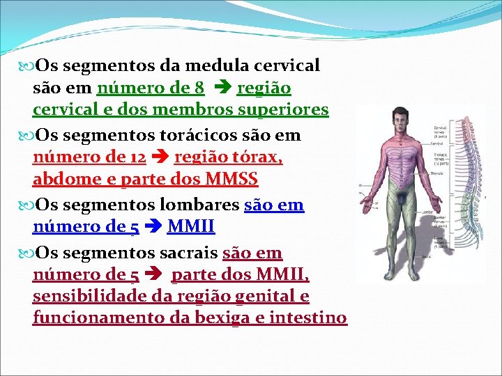 Os segmentos da medula cervical são em número de 8 região cervical e Os segmentos da medula cervical são em número de 8 região cervical e