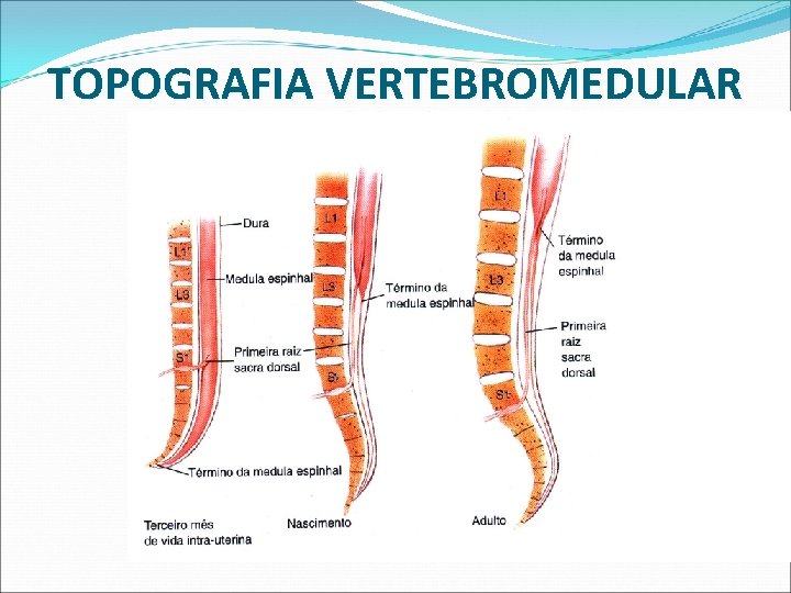 TOPOGRAFIA VERTEBROMEDULAR TOPOGRAFIA VERTEBROMEDULAR