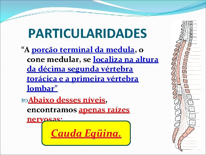 PARTICULARIDADES “A porção terminal da medula, medula o cone medular, se localiza na altura PARTICULARIDADES “A porção terminal da medula, medula o cone medular, se localiza na altura