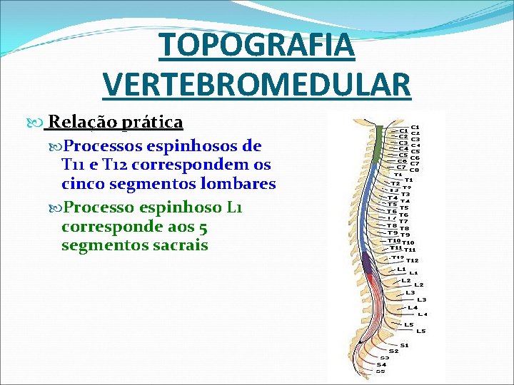 TOPOGRAFIA VERTEBROMEDULAR Relação prática Processos espinhosos de T 11 e T 12 correspondem os TOPOGRAFIA VERTEBROMEDULAR Relação prática Processos espinhosos de T 11 e T 12 correspondem os