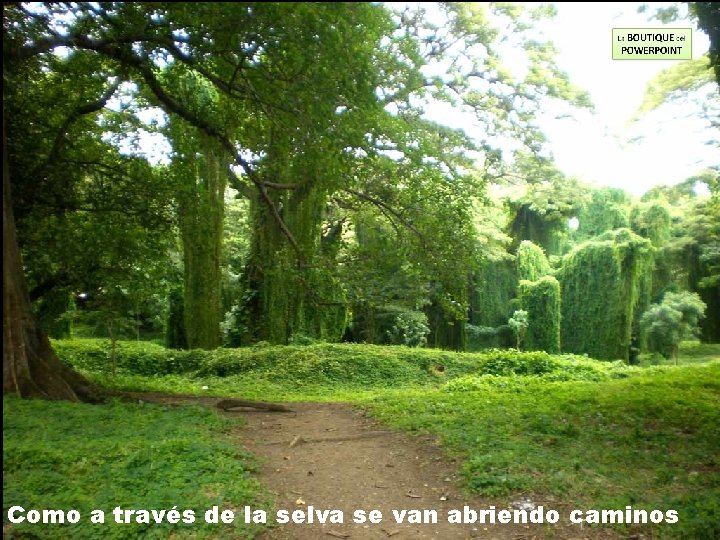 Como a través de la selva se van abriendo caminos 