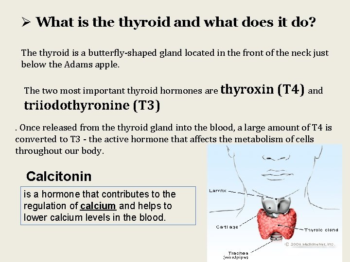 Ø What is the thyroid and what does it do? The thyroid is a
