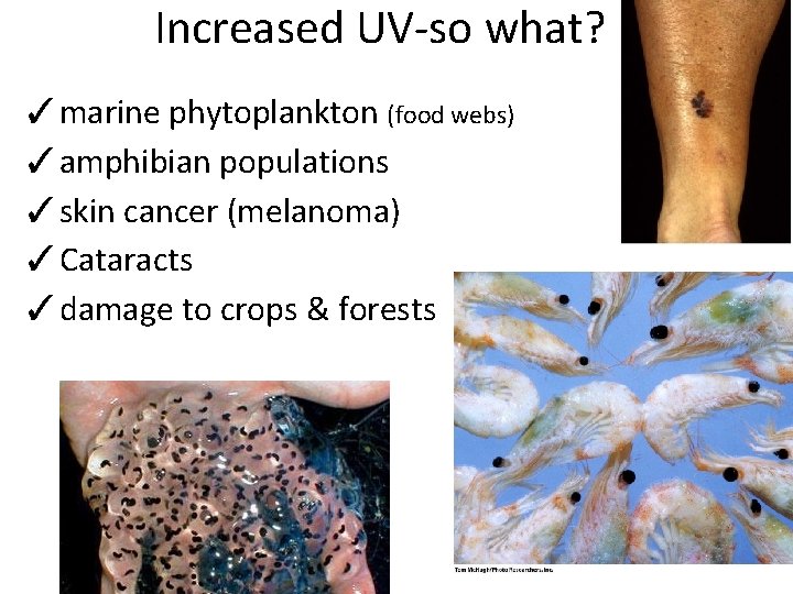 Increased UV-so what? ✓marine phytoplankton (food webs) ✓amphibian populations ✓skin cancer (melanoma) ✓Cataracts ✓damage