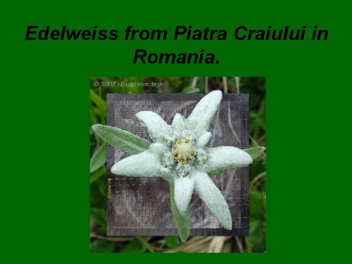 Edelweiss from Piatra Craiului in Romania. 