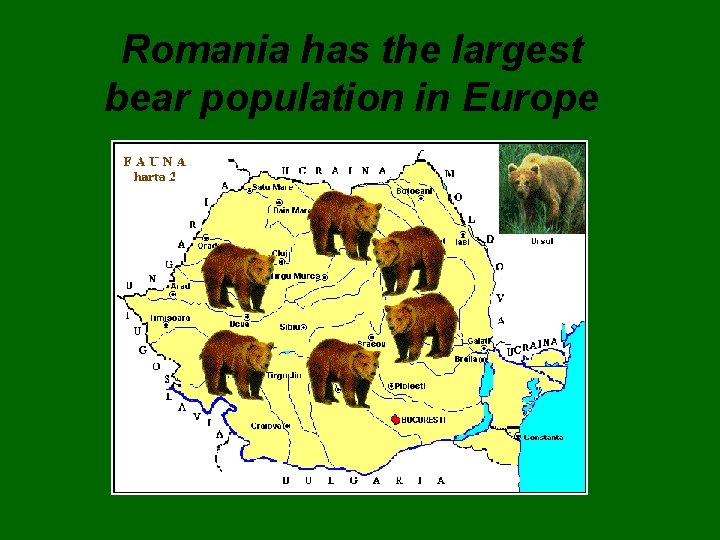 Romania has the largest bear population in Europe 