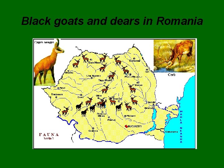 Black goats and dears in Romania 