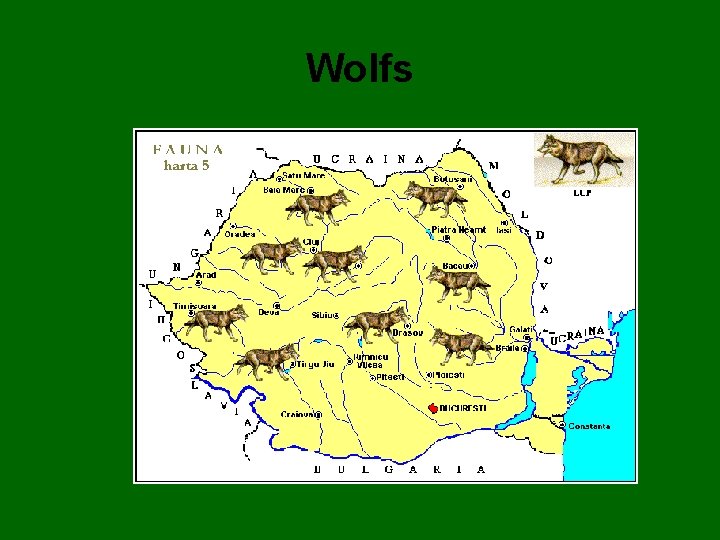 Wolfs 