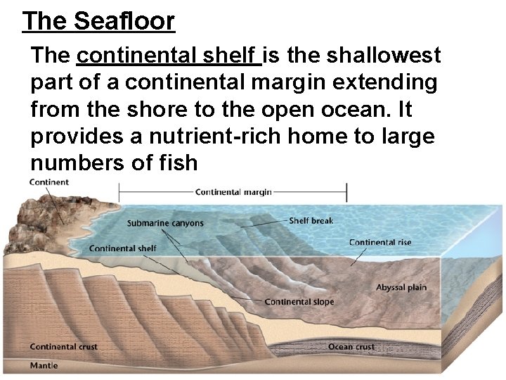 The Seafloor The continental shelf is the shallowest part of a continental margin extending The Seafloor The continental shelf is the shallowest part of a continental margin extending