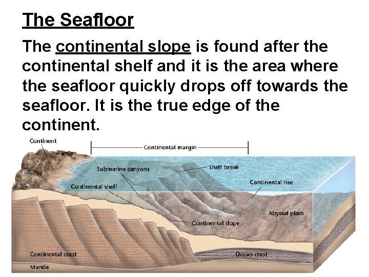 The Seafloor The continental slope is found after the continental shelf and it is The Seafloor The continental slope is found after the continental shelf and it is
