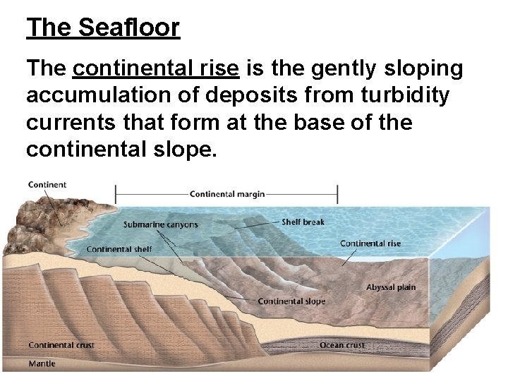 The Seafloor The continental rise is the gently sloping accumulation of deposits from turbidity The Seafloor The continental rise is the gently sloping accumulation of deposits from turbidity