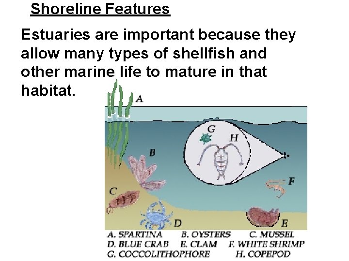 Shoreline Features Estuaries are important because they allow many types of shellfish and other Shoreline Features Estuaries are important because they allow many types of shellfish and other