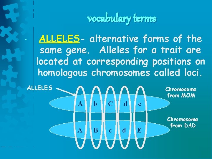 vocabulary terms • ALLELES- alternative forms of the same gene. Alleles for a trait