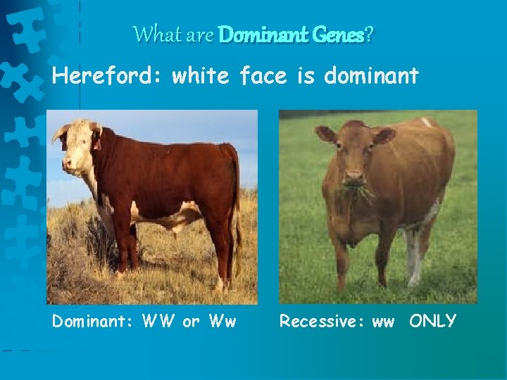 What are Dominant Genes? Hereford: white face is dominant Dominant: WW or Ww Recessive: