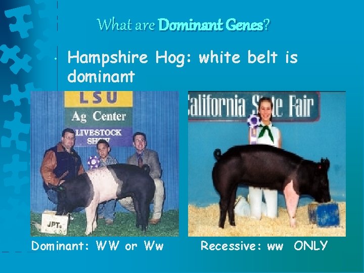 What are Dominant Genes? • Hampshire Hog: white belt is dominant Dominant: WW or What are Dominant Genes? • Hampshire Hog: white belt is dominant Dominant: WW or