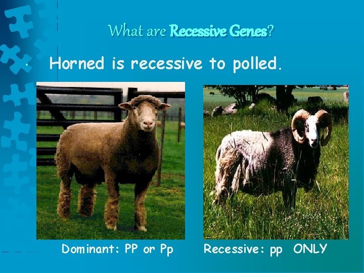 What are Recessive Genes? • Horned is recessive to polled. Dominant: PP or Pp What are Recessive Genes? • Horned is recessive to polled. Dominant: PP or Pp