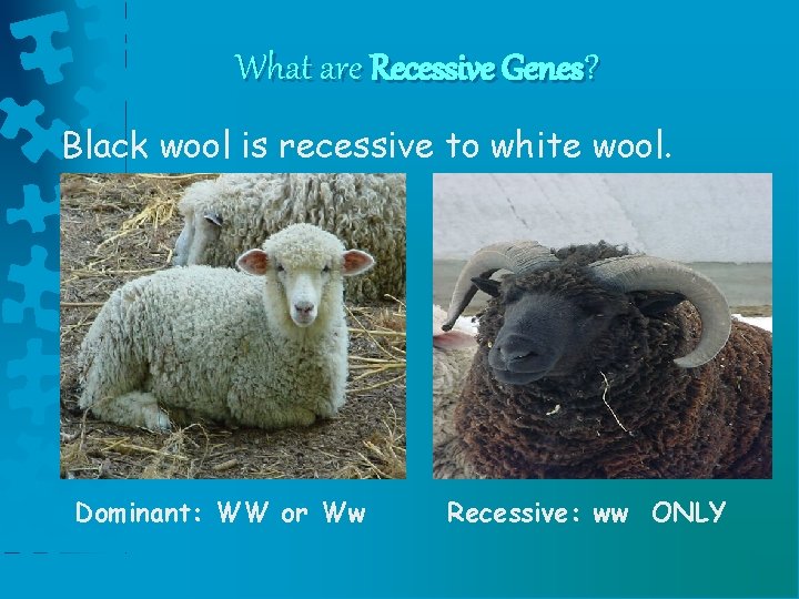 What are Recessive Genes? Black wool is recessive to white wool. Dominant: WW or