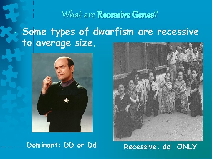 What are Recessive Genes? • Some types of dwarfism are recessive to average size.