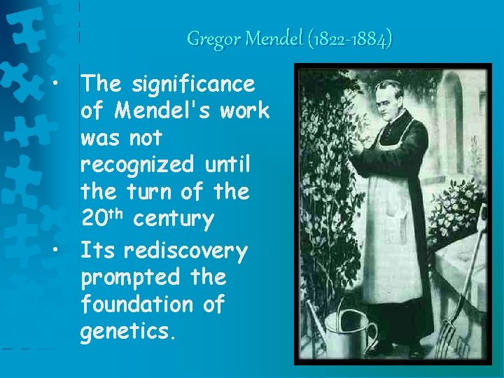 Gregor Mendel (1822 -1884) • The significance of Mendel's work was not recognized until Gregor Mendel (1822 -1884) • The significance of Mendel's work was not recognized until