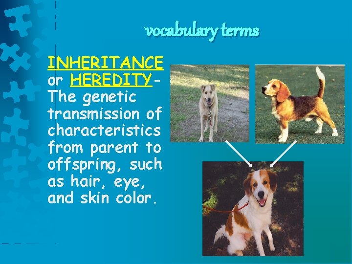 vocabulary terms INHERITANCE or HEREDITYThe genetic transmission of characteristics from parent to offspring, such