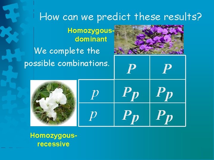 How can we predict these results? Homozygousdominant We complete the possible combinations. p p How can we predict these results? Homozygousdominant We complete the possible combinations. p p