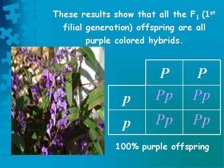 These results show that all the F 1 (1 st filial generation) offspring are