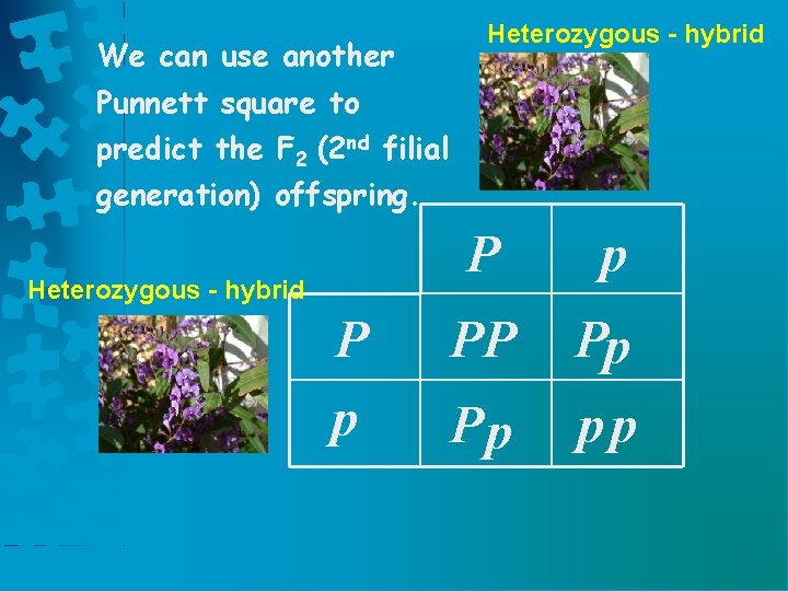 We can use another Heterozygous - hybrid Punnett square to predict the F 2