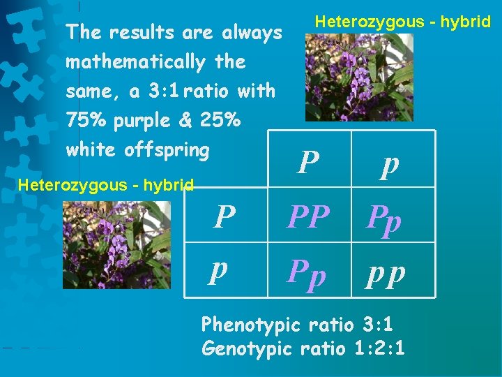 The results are always Heterozygous - hybrid mathematically the same, a 3: 1 ratio