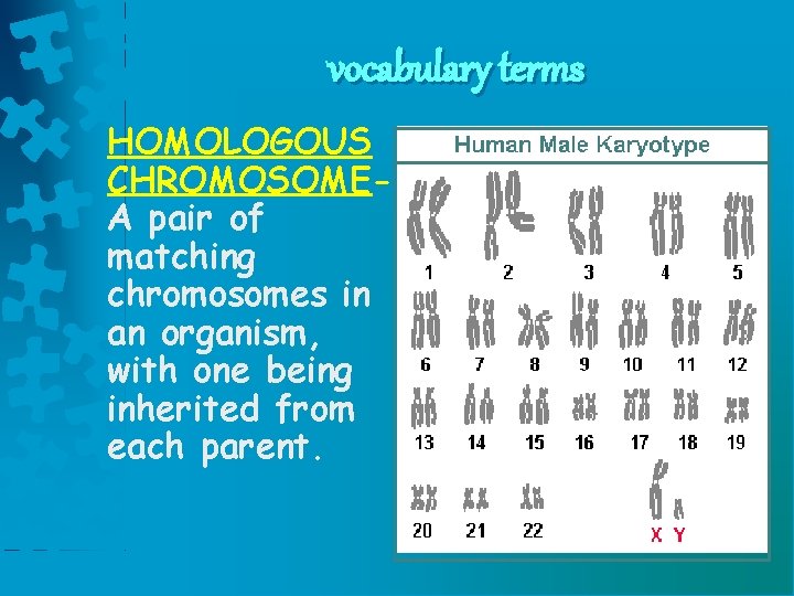vocabulary terms HOMOLOGOUS CHROMOSOMEA pair of matching chromosomes in an organism, with one being