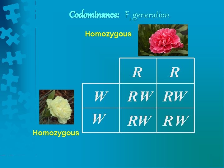 Codominance: F 1 generation Homozygous R W W Homozygous R RW RW RW R