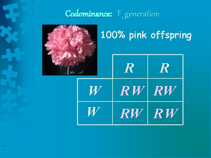 Codominance: F 1 generation 100% pink offspring R W W R RW RW RW