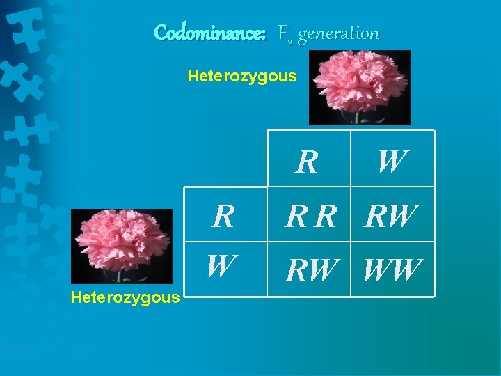 Codominance: F 2 generation Heterozygous R R W Heterozygous W R R RW RW