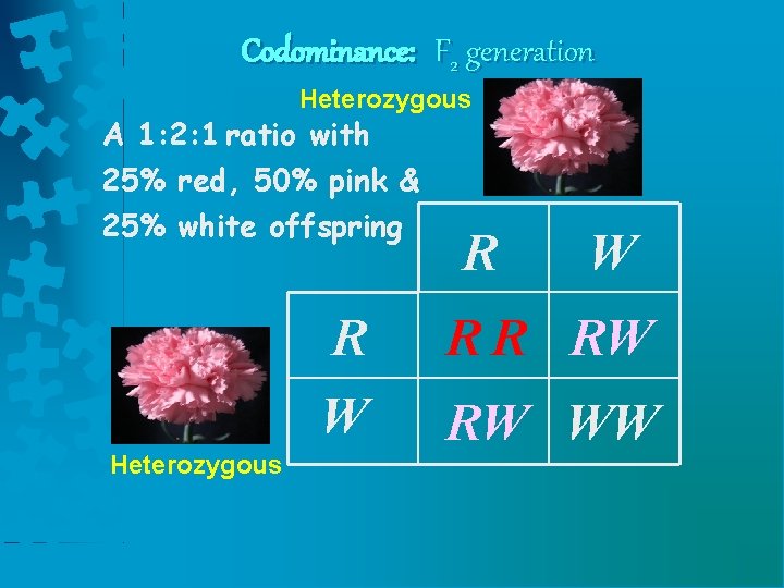 Codominance: F 2 generation Heterozygous A 1: 2: 1 ratio with 25% red, 50%