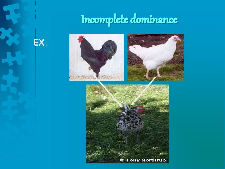 Incomplete dominance EX. 