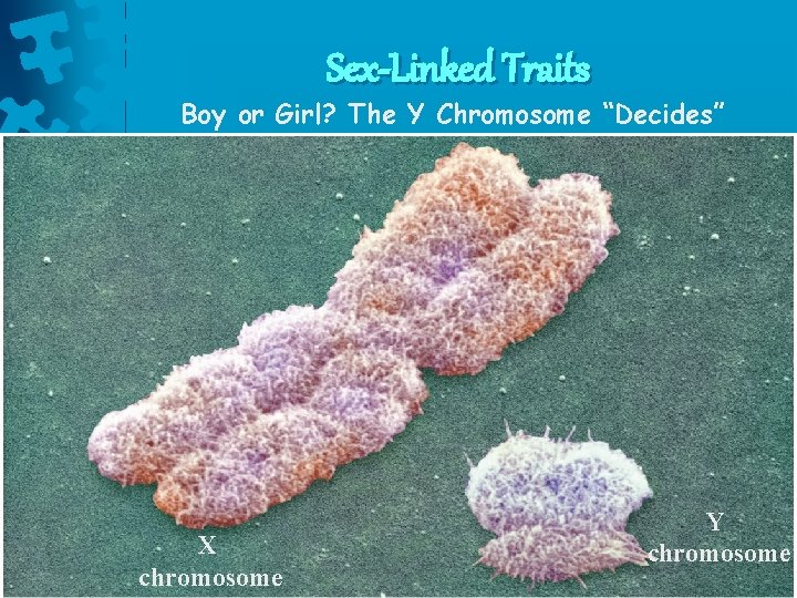 Sex-Linked Traits Boy or Girl? The Y Chromosome “Decides” X chromosome Y chromosome Sex-Linked Traits Boy or Girl? The Y Chromosome “Decides” X chromosome Y chromosome